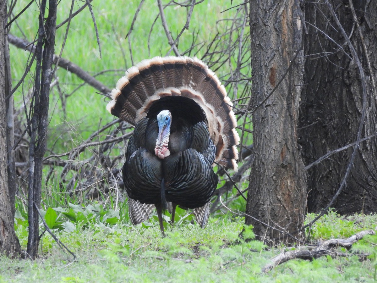 Wild Turkey - ML635324251