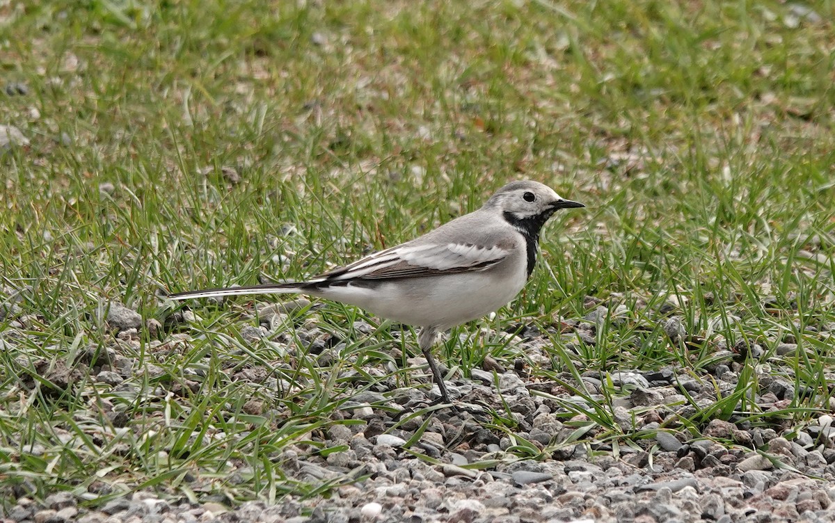 White Wagtail - ML635324276
