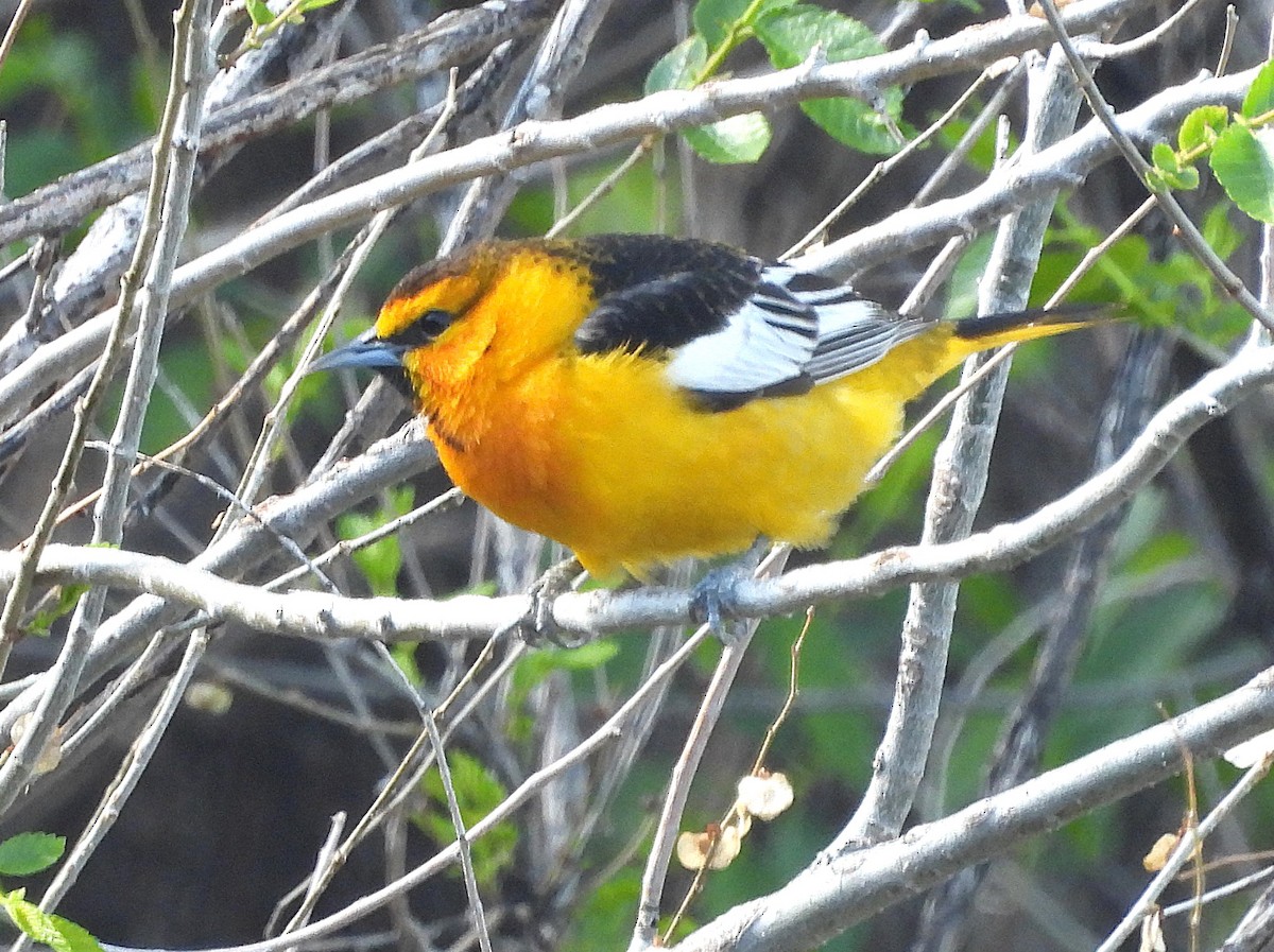 Bullock's Oriole - ML635324296