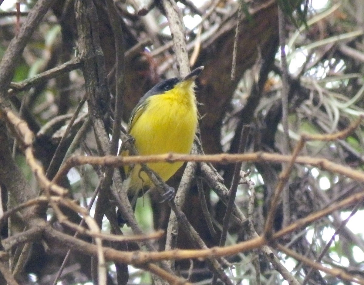 Common Tody-Flycatcher - ML635324380