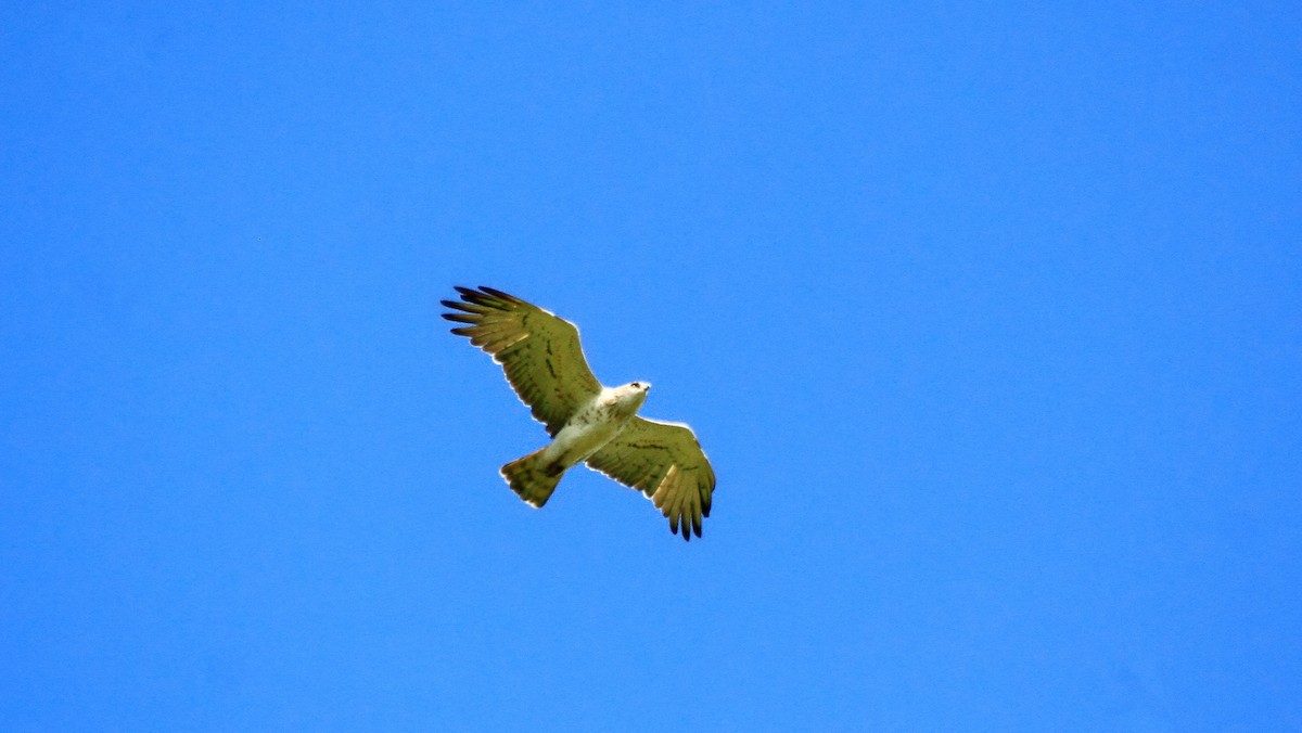 Short-toed Snake-Eagle - ML635324381