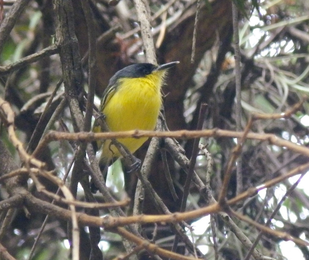 Common Tody-Flycatcher - ML635324387
