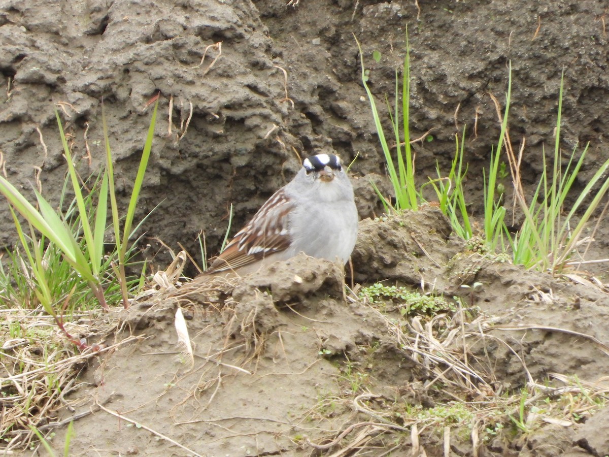 White-crowned Sparrow - ML635324409