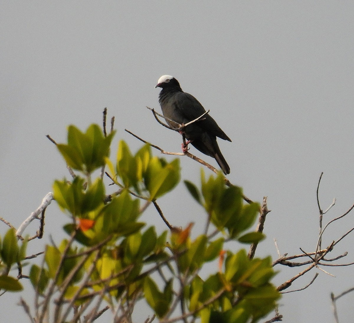 White-crowned Pigeon - ML635324413