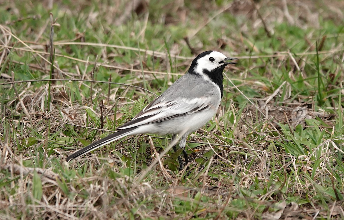 White Wagtail - ML635324476