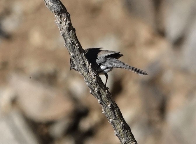 Five-striped Sparrow - ML635324505