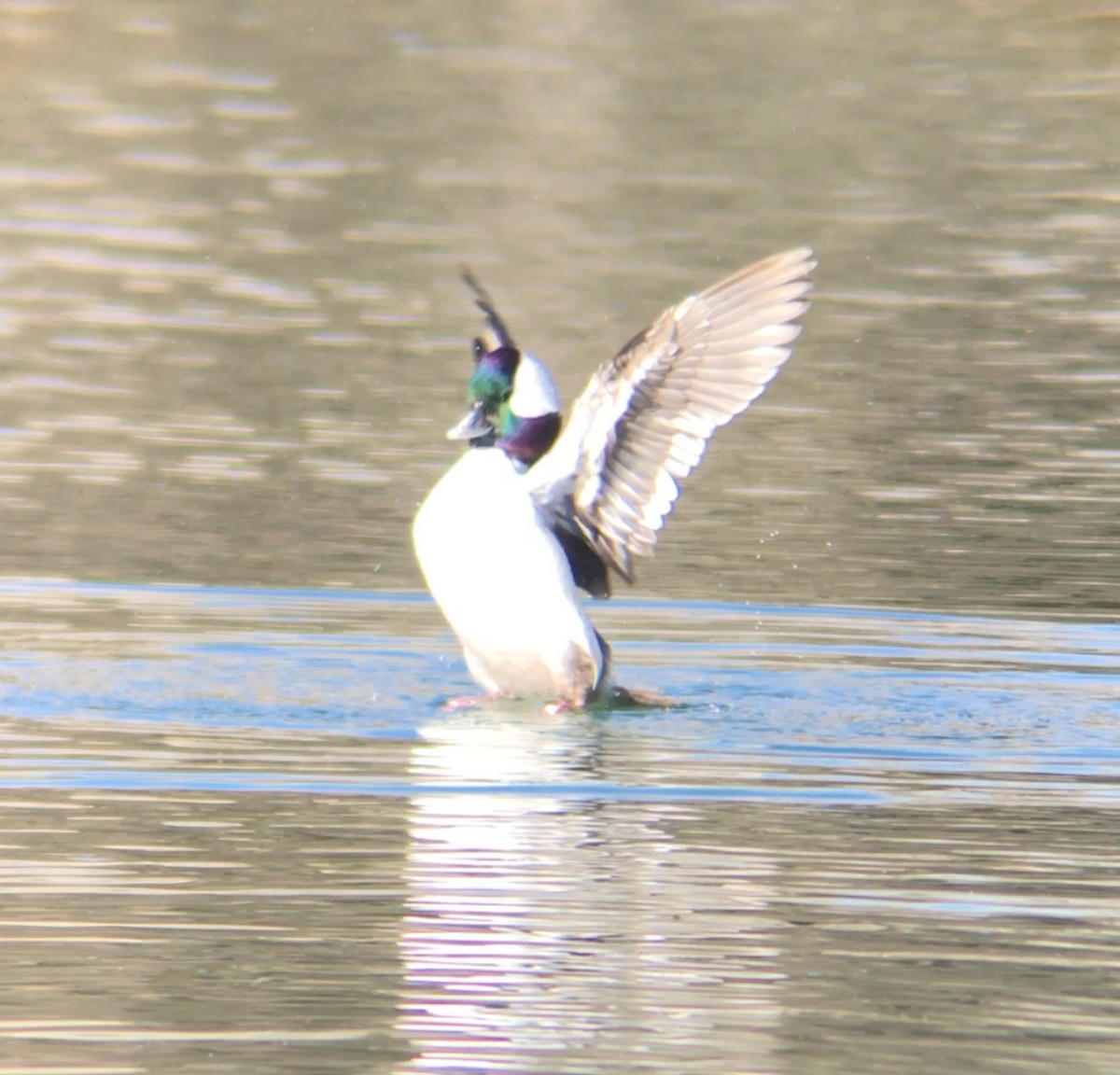 Bufflehead - ML635324507