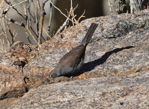 Five-striped Sparrow - ML635324508