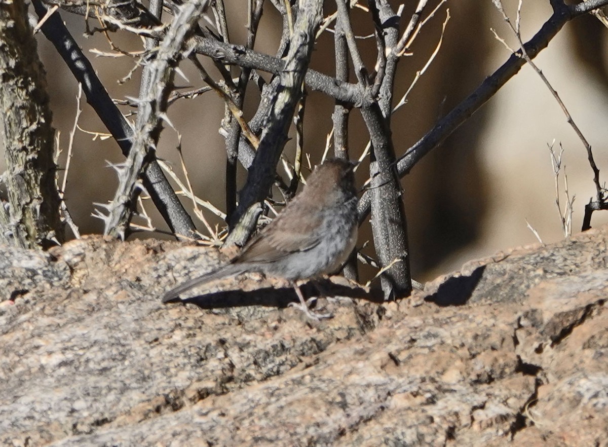 Five-striped Sparrow - ML635324514