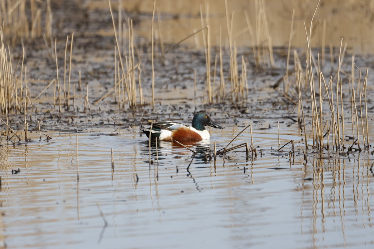 Northern Shoveler - ML635324605