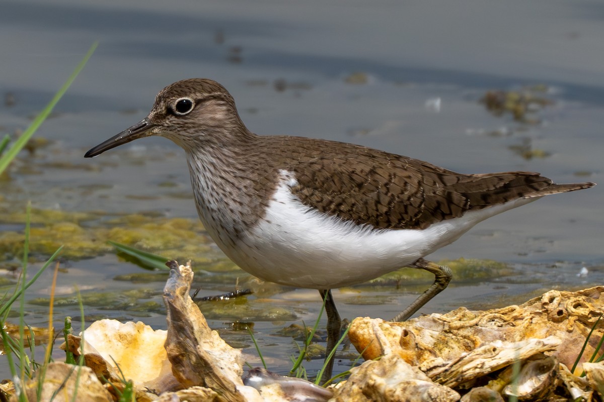strandsnipe - ML635324679