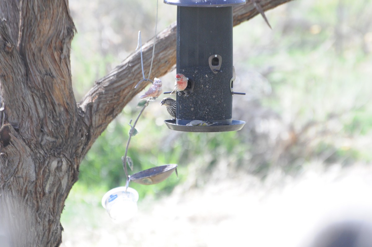 House Finch - ML635324769