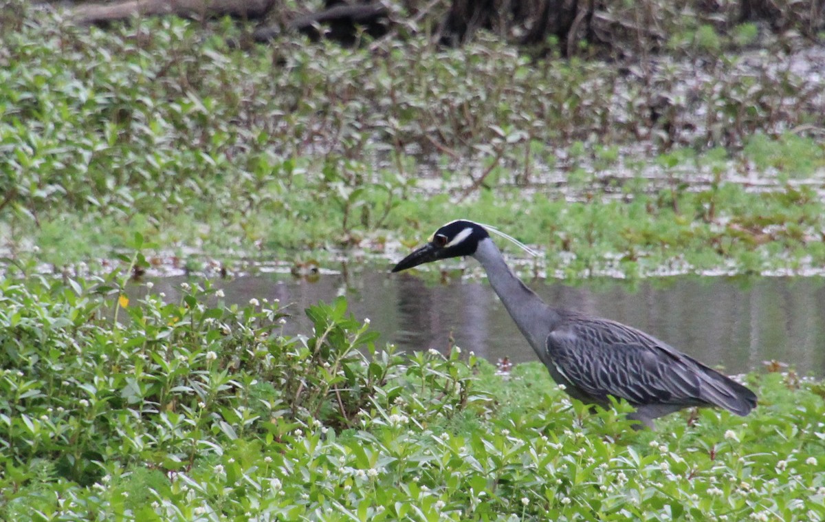 Yellow-crowned Night Heron - ML635324786