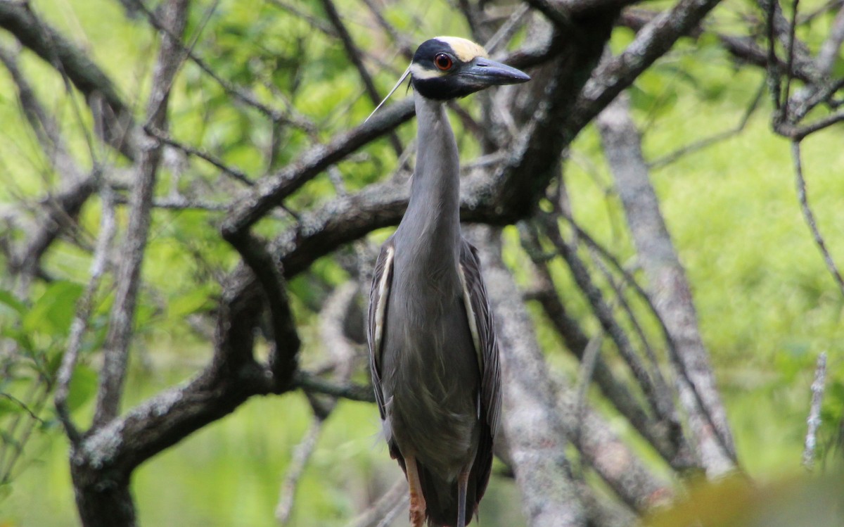 Yellow-crowned Night Heron - ML635324787