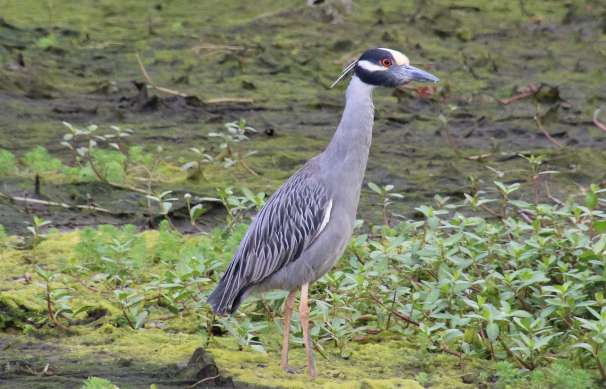 Yellow-crowned Night Heron - ML635324788