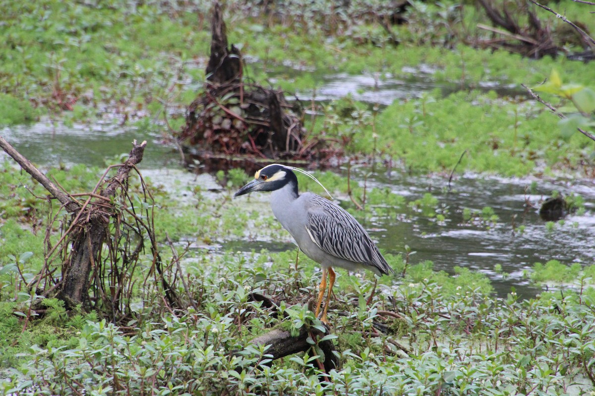 Yellow-crowned Night Heron - ML635324792