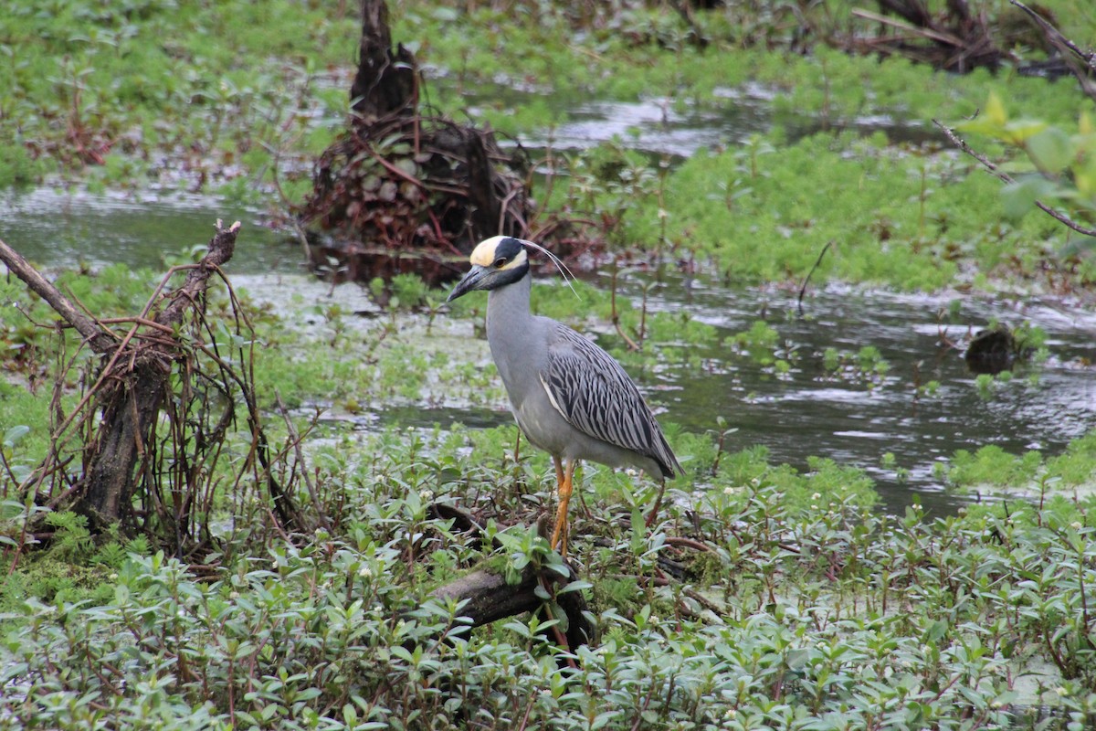 Yellow-crowned Night Heron - ML635324793