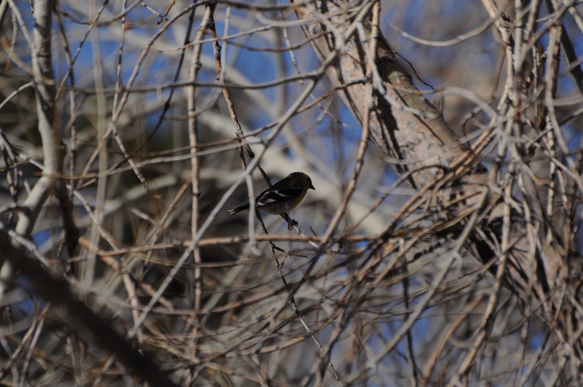 American Goldfinch - ML635324805