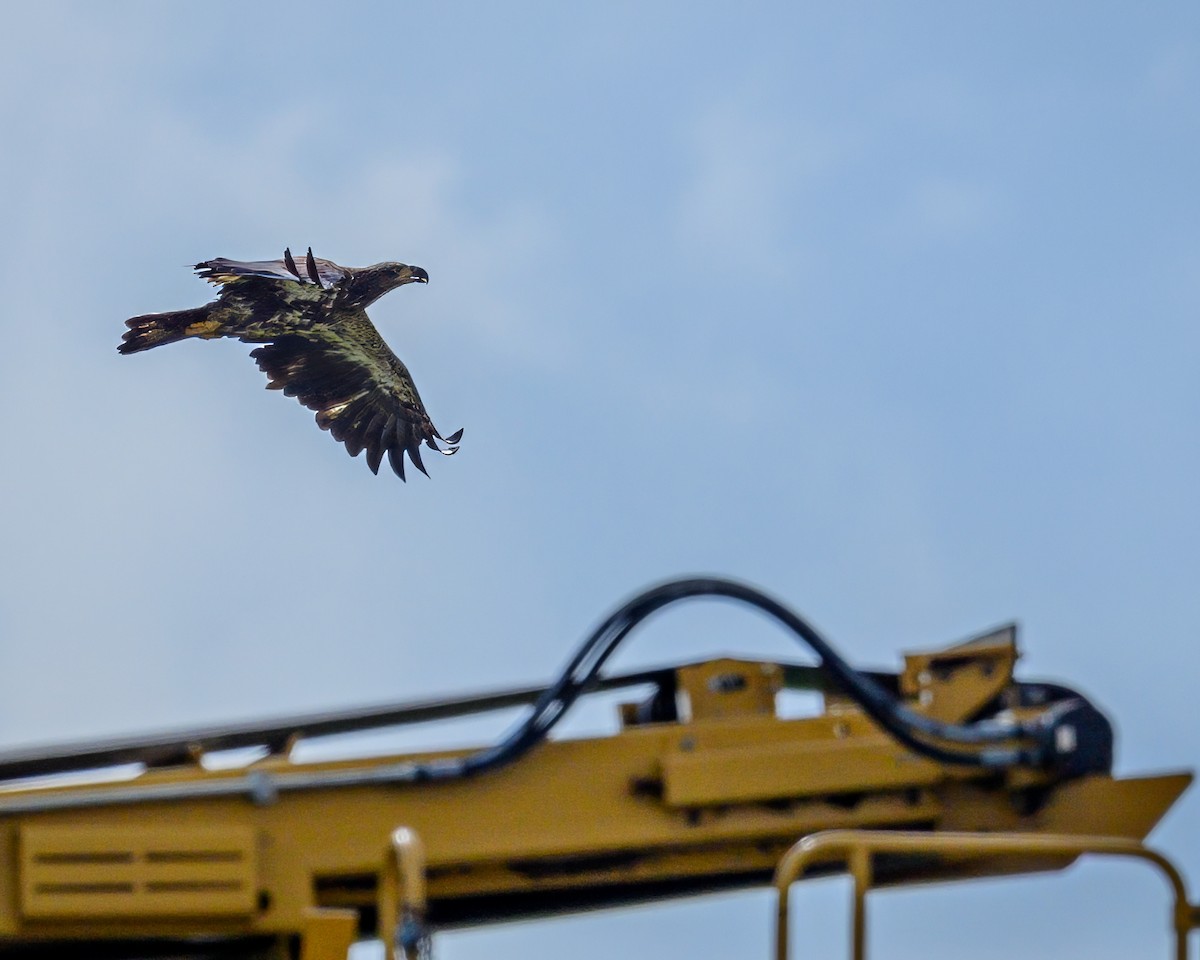 Bald Eagle - ML635324818