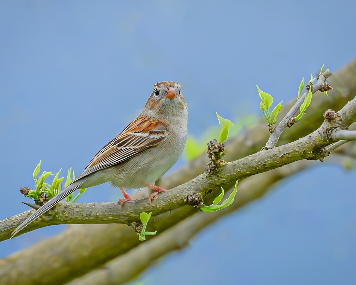 Field Sparrow - ML635324925