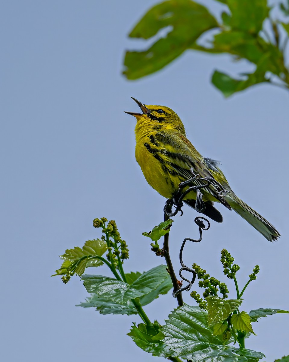 Prairie Warbler - ML635324934