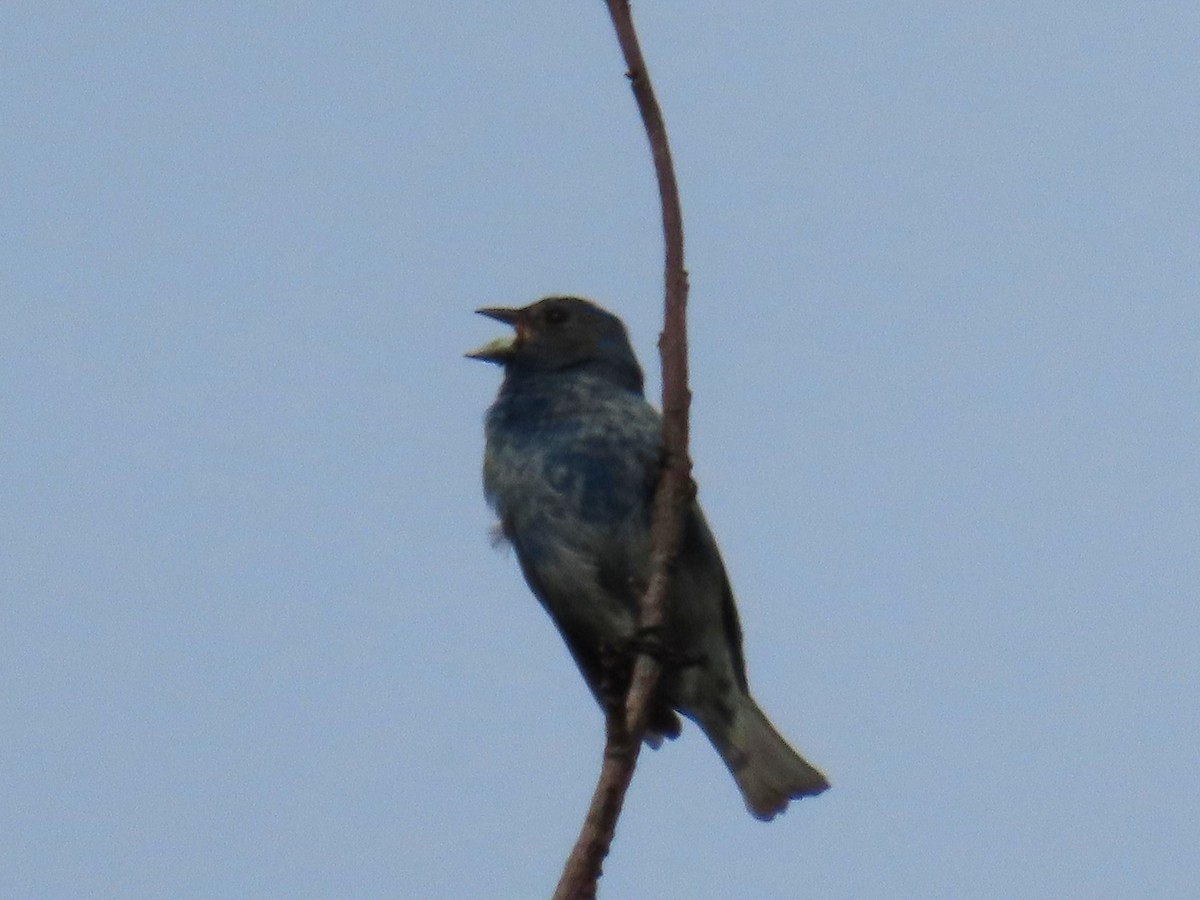 Indigo Bunting - ML635324944
