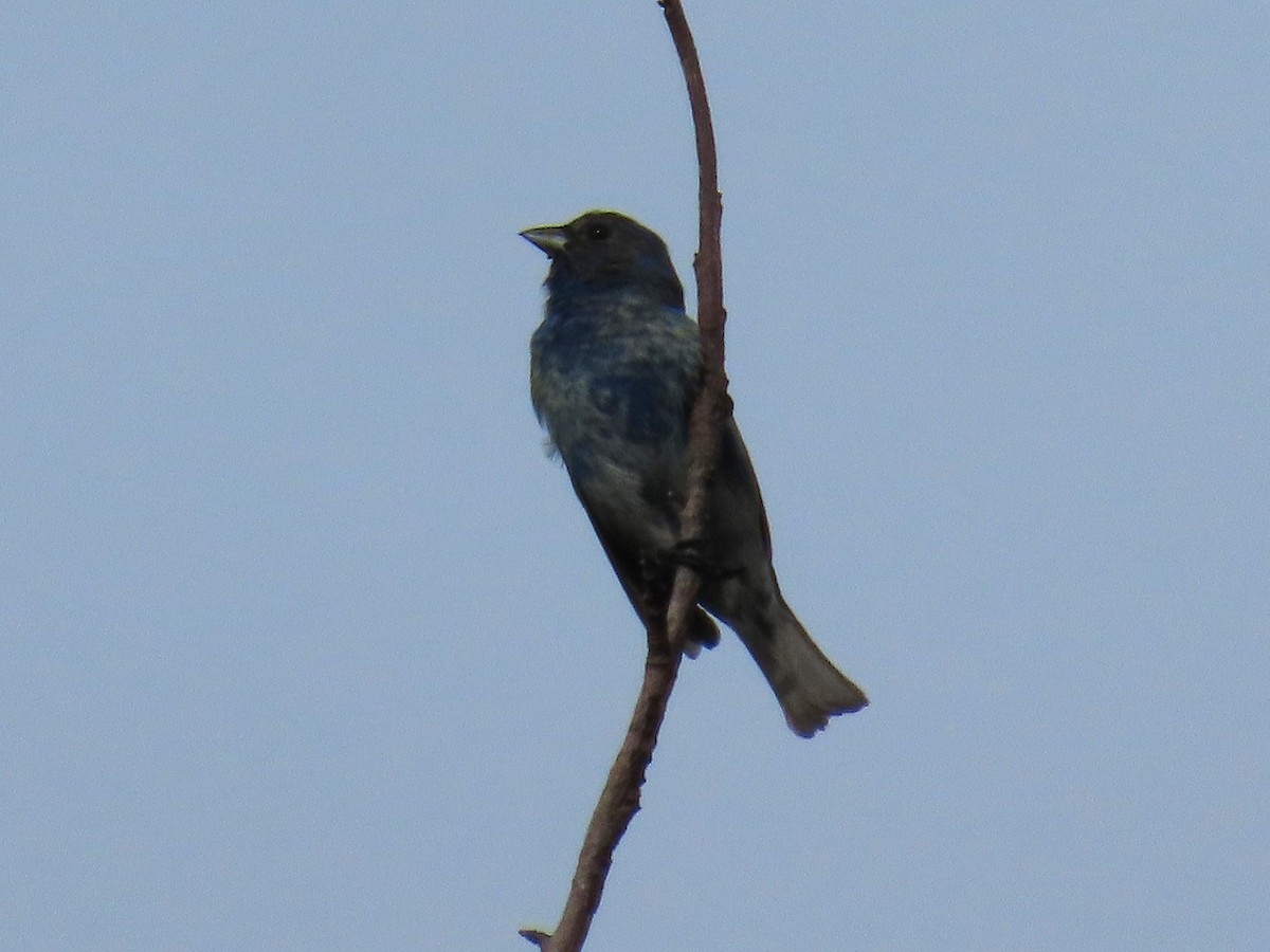 Indigo Bunting - ML635324945