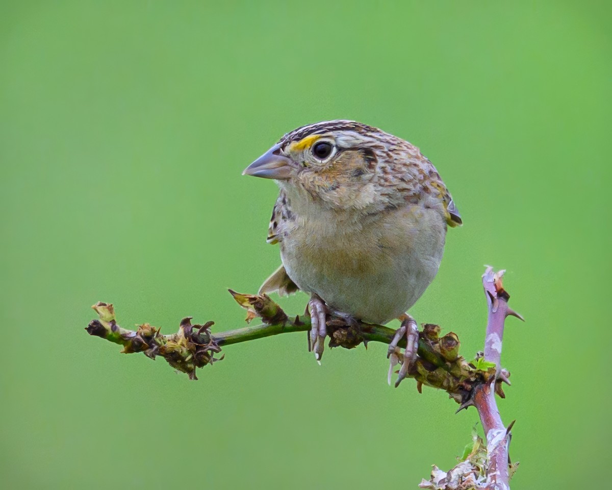 Grasshopper Sparrow - ML635325007