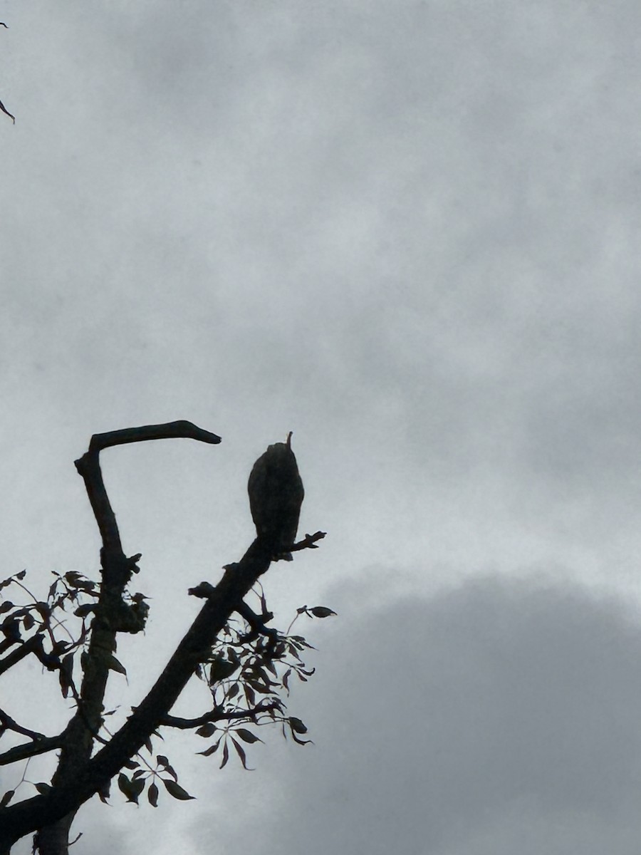 Yellow-crested Cockatoo - ML635325024