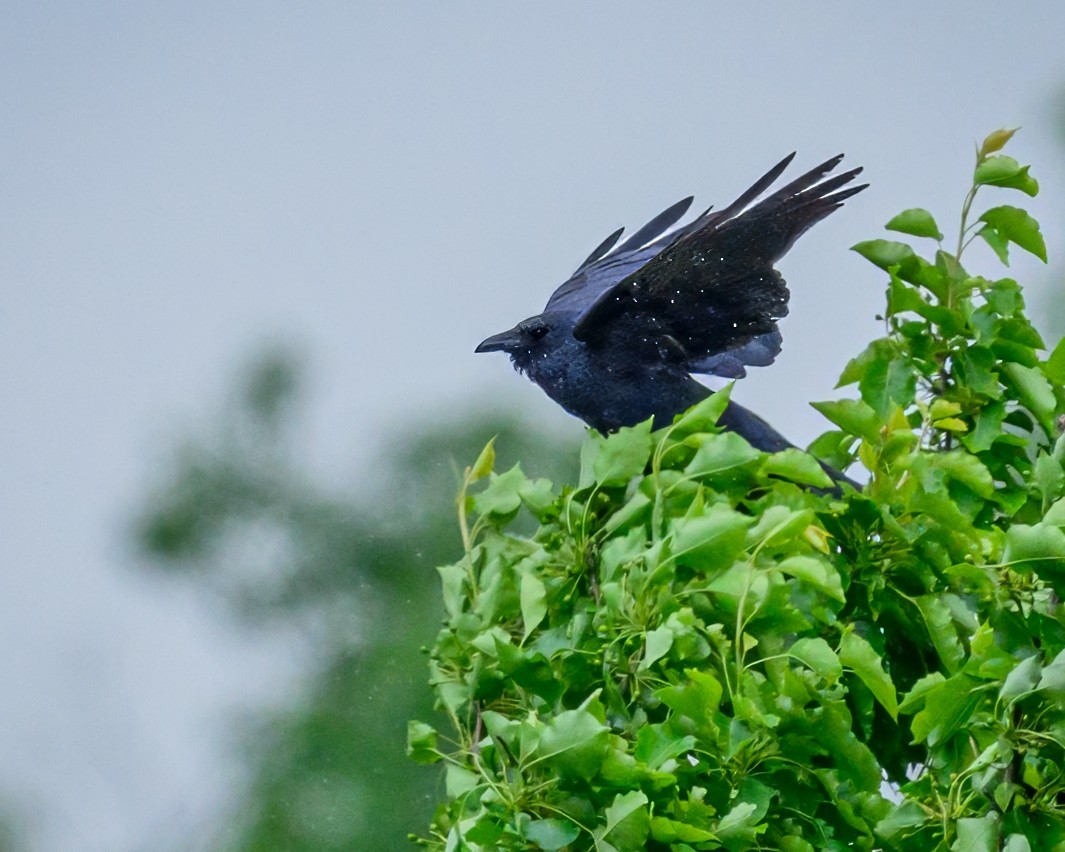 Common Raven - ML635325058