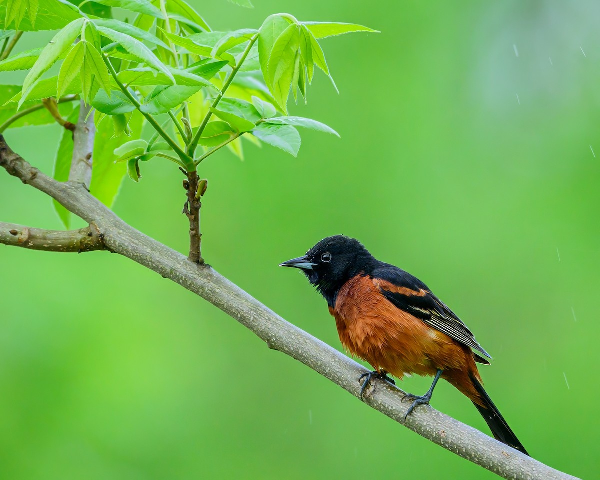 Orchard Oriole - ML635325079