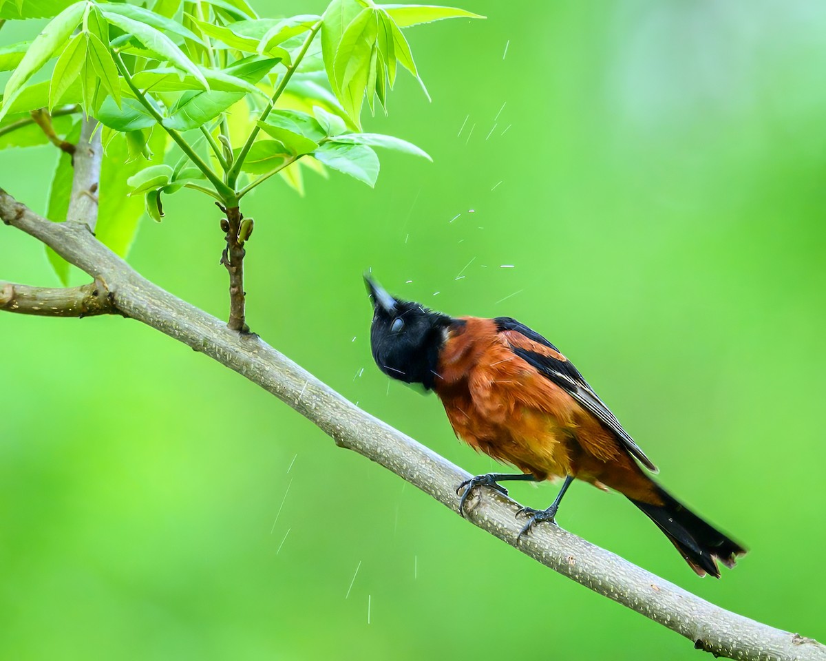 Orchard Oriole - ML635325080