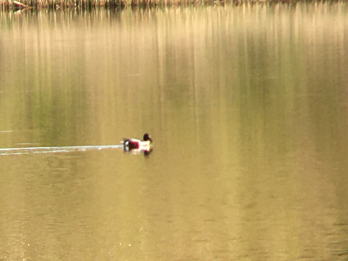 Northern Shoveler - ML635325240