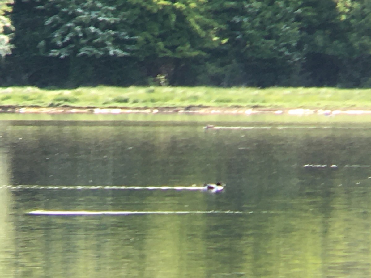 Northern Shoveler - ML635325241