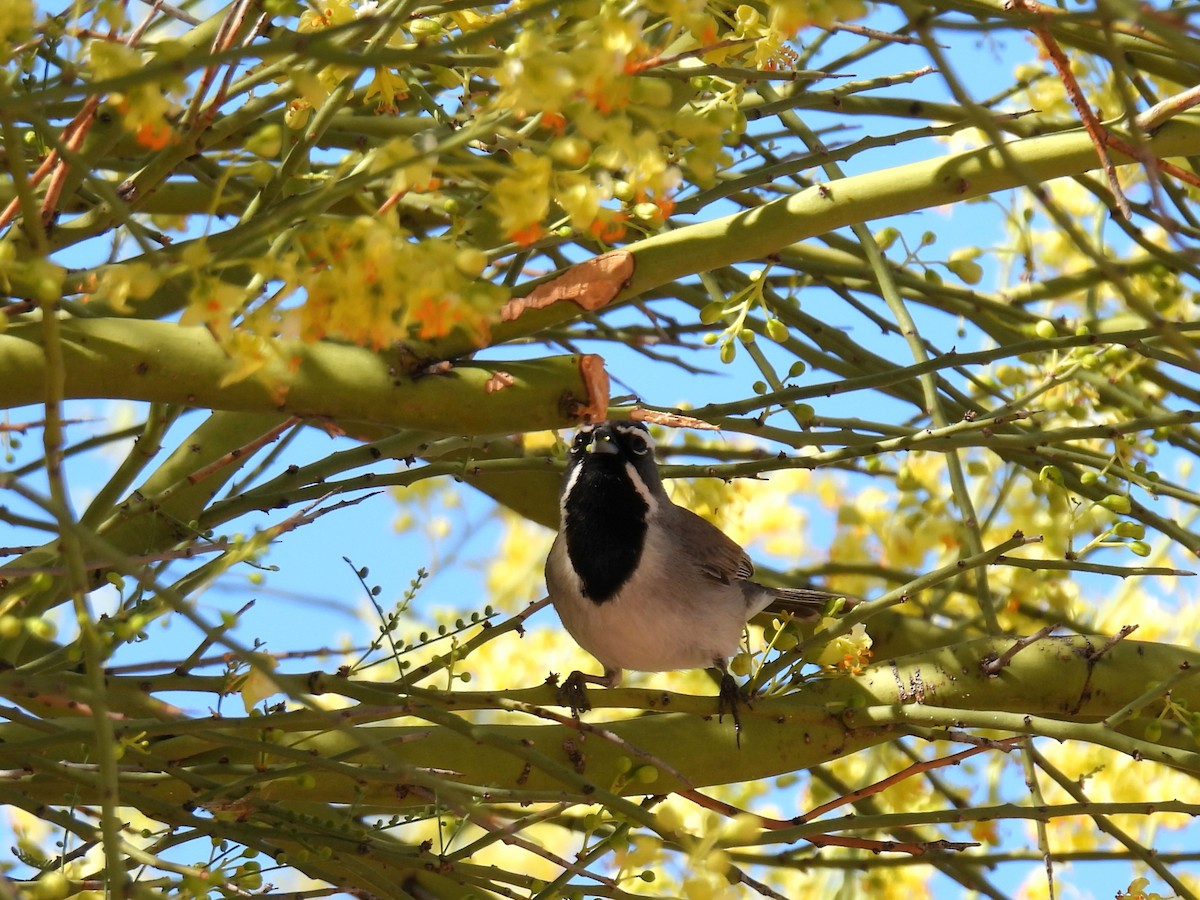 Black-throated Sparrow - ML635325323