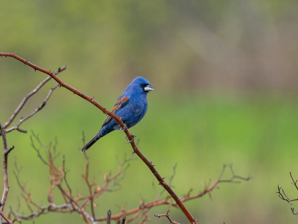 Guiraca bleu - ML635325395