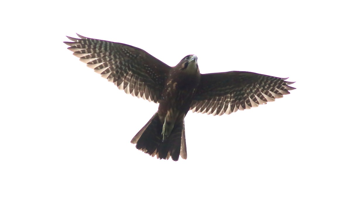 New Zealand Falcon - ML635325497