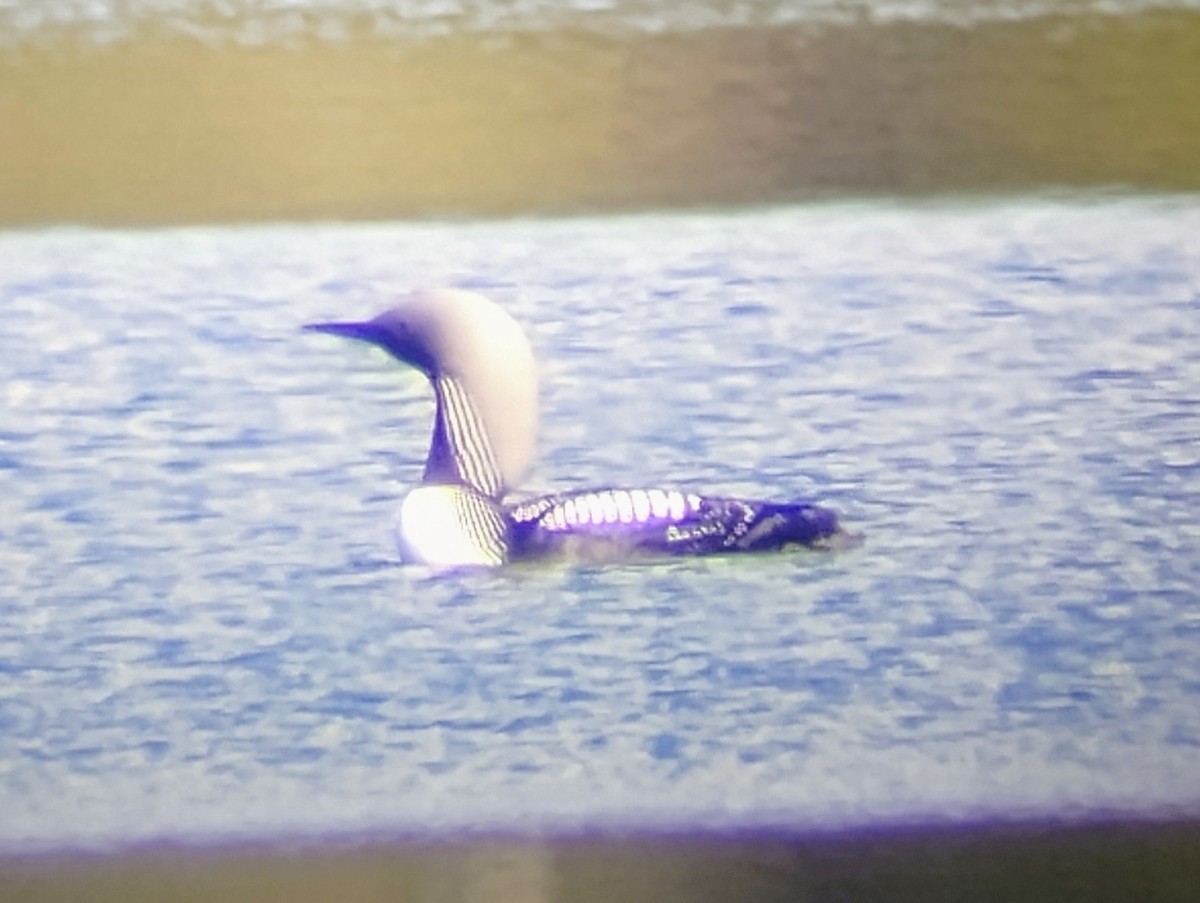 Pacific Loon - ML635325499