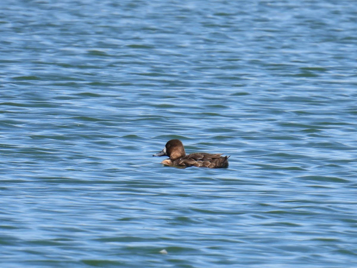 Lesser Scaup - ML635325511
