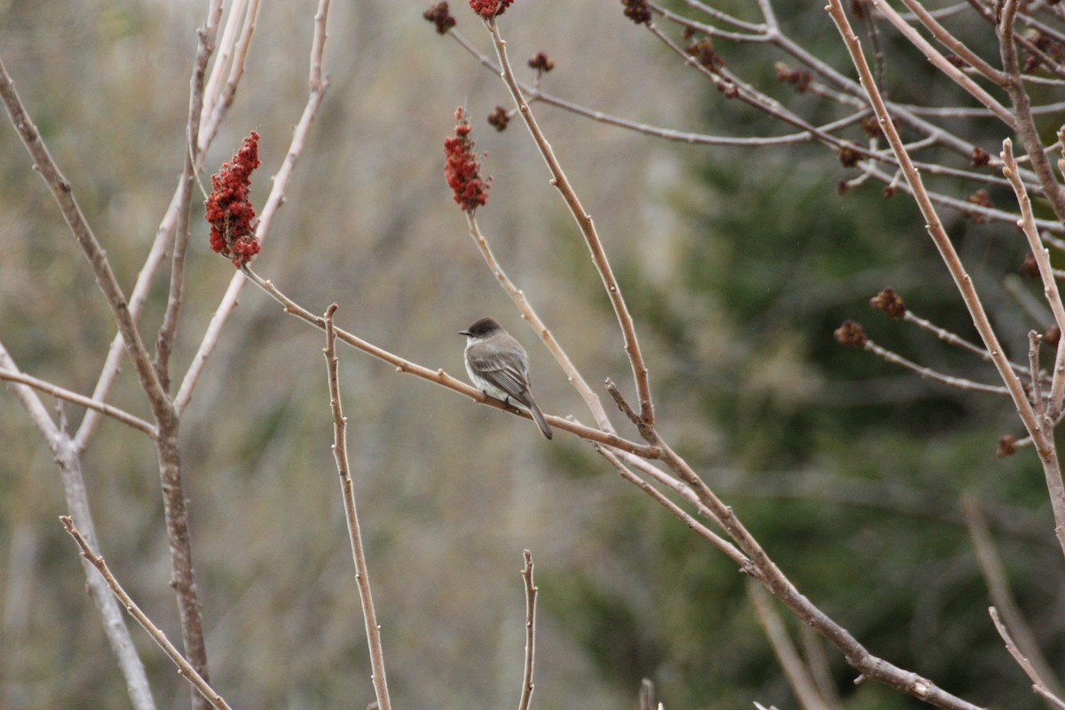 Eastern Phoebe - ML635325547