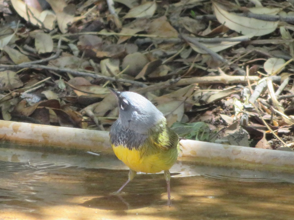MacGillivray's Warbler - ML635325555