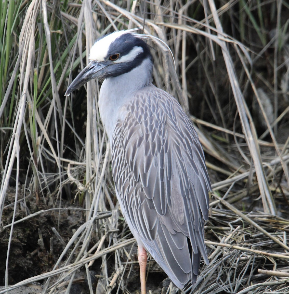 Yellow-crowned Night Heron - ML635325563
