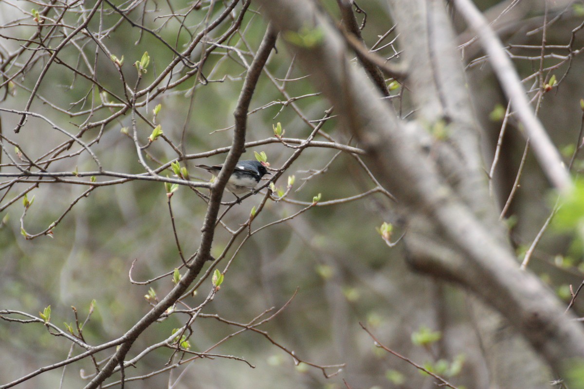 Black-throated Blue Warbler - ML635325565