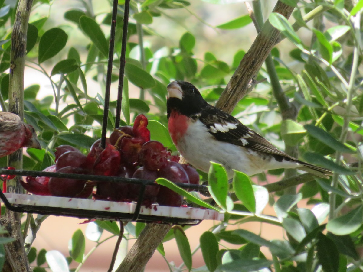 גבתאי ורוד-חזה - ML635325572