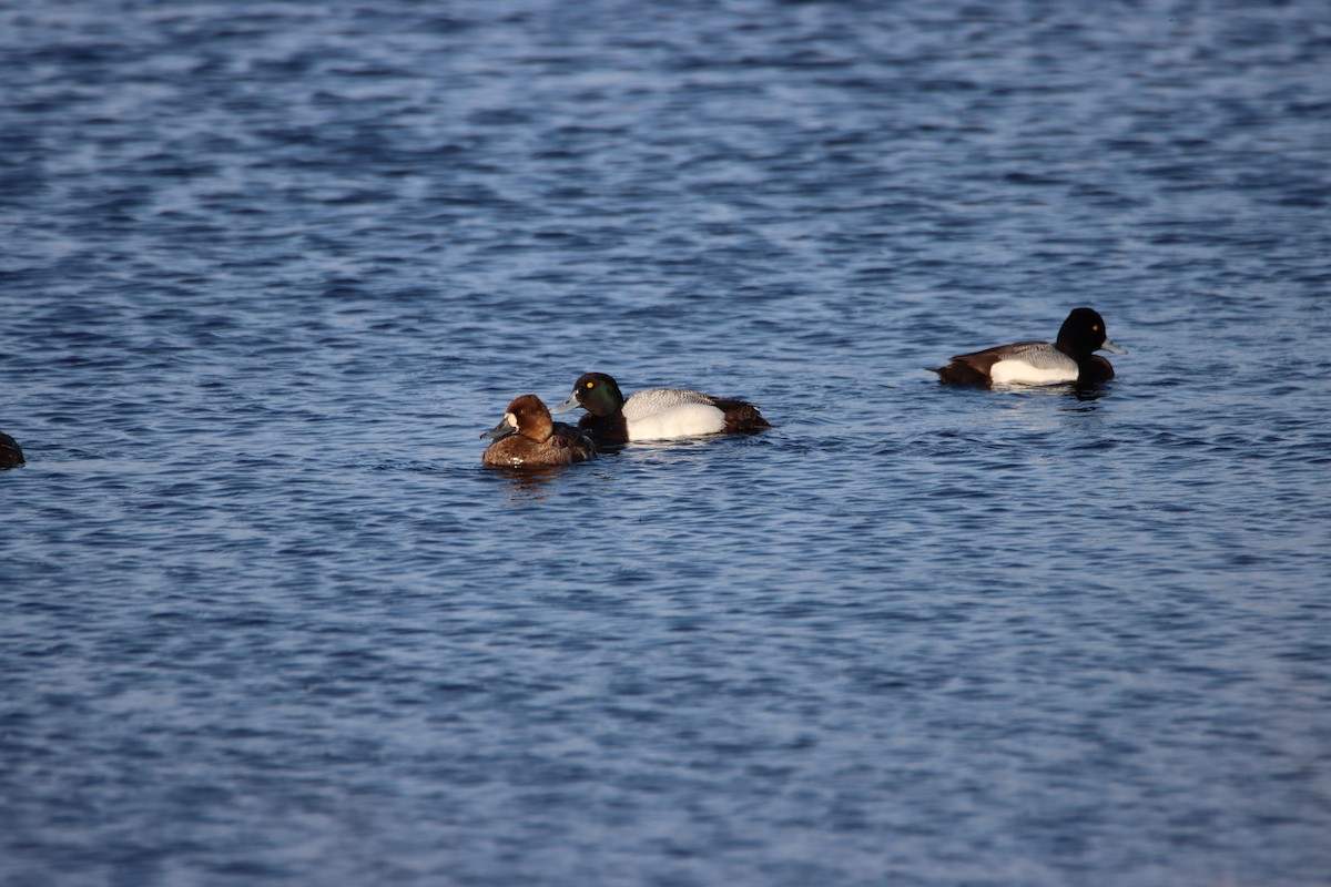 Lesser Scaup - ML635325586