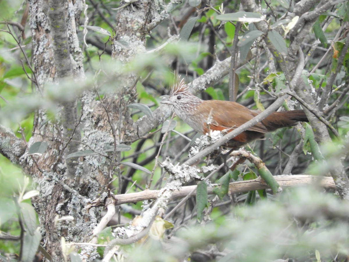 Schopftapaculo - ML635325622