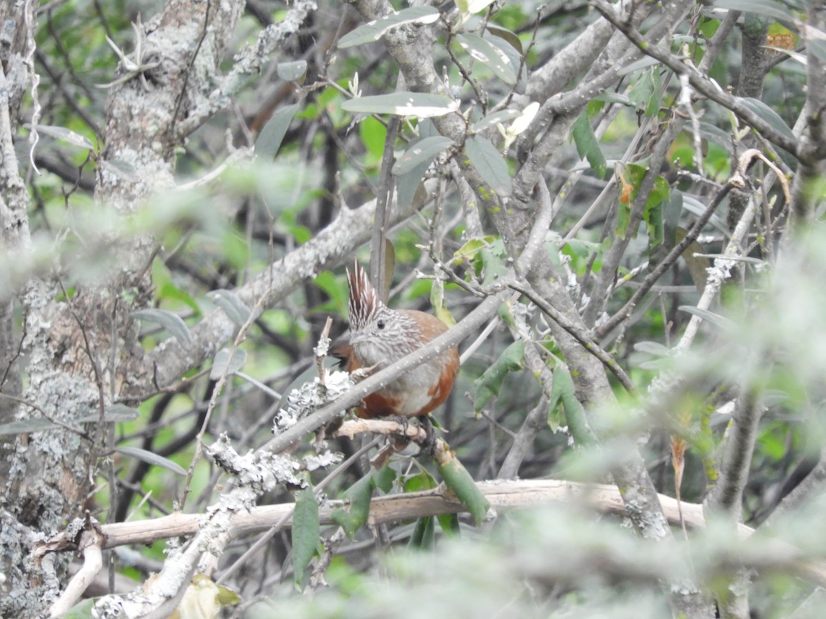 Schopftapaculo - ML635325623