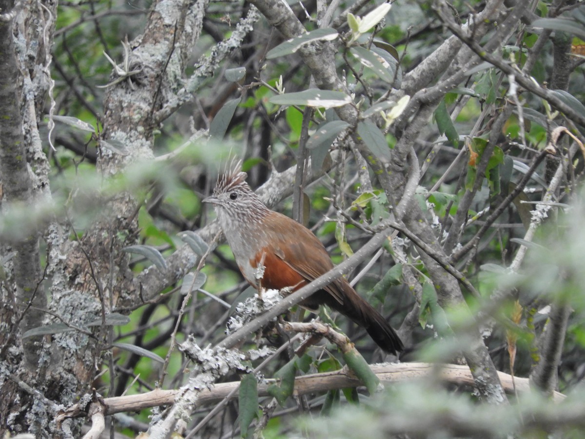 Schopftapaculo - ML635325624