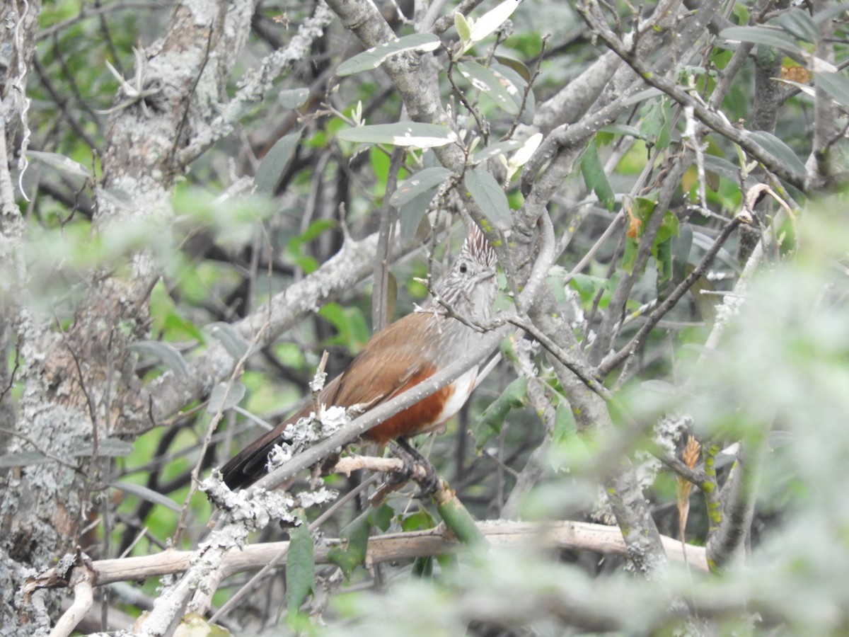 Schopftapaculo - ML635325625