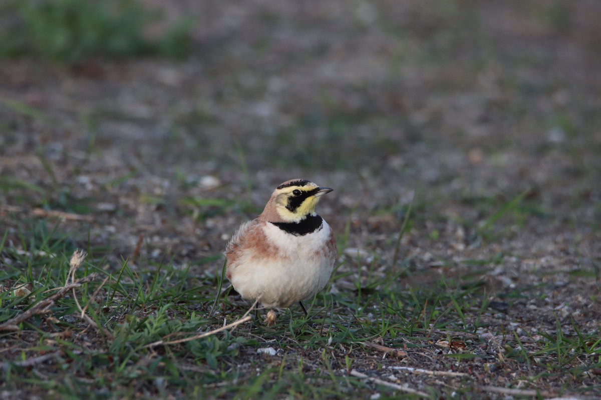 Horned Lark - ML635325626